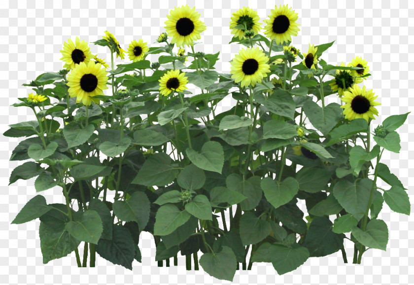 Green Sunflower Common Flowerpot Flower Garden PNG