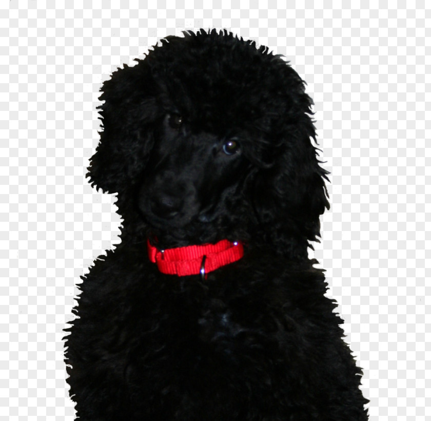 Poodles Standard Poodle Portuguese Water Dog Irish Spaniel American Barbet PNG