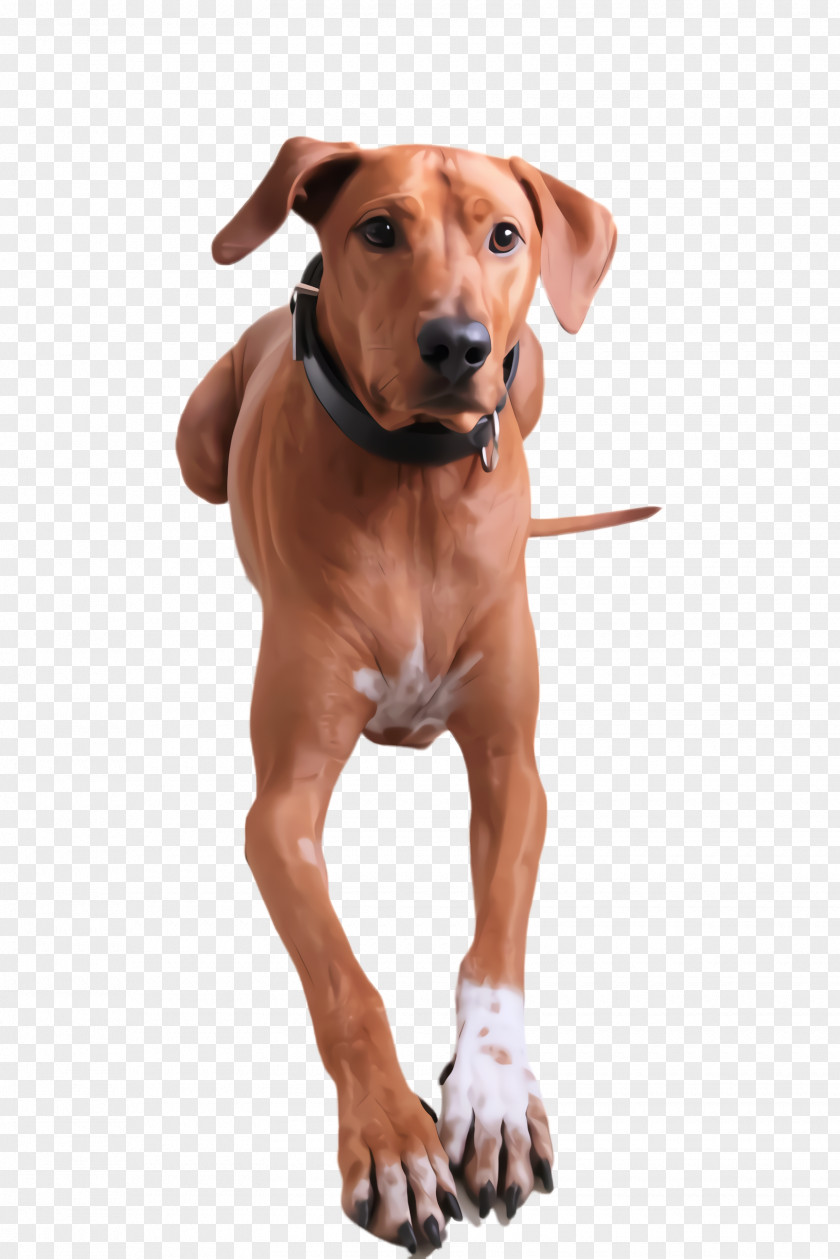 Portuguese Pointer Redbone Coonhound Dog And Cat PNG