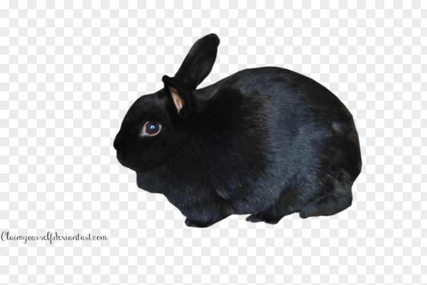 Rabbit Holland Lop Hare Mini Domestic PNG