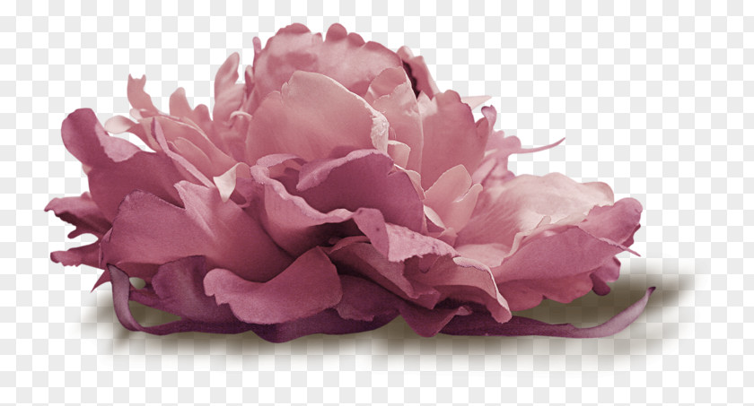 Flower Cabbage Rose Petal Clip Art PNG