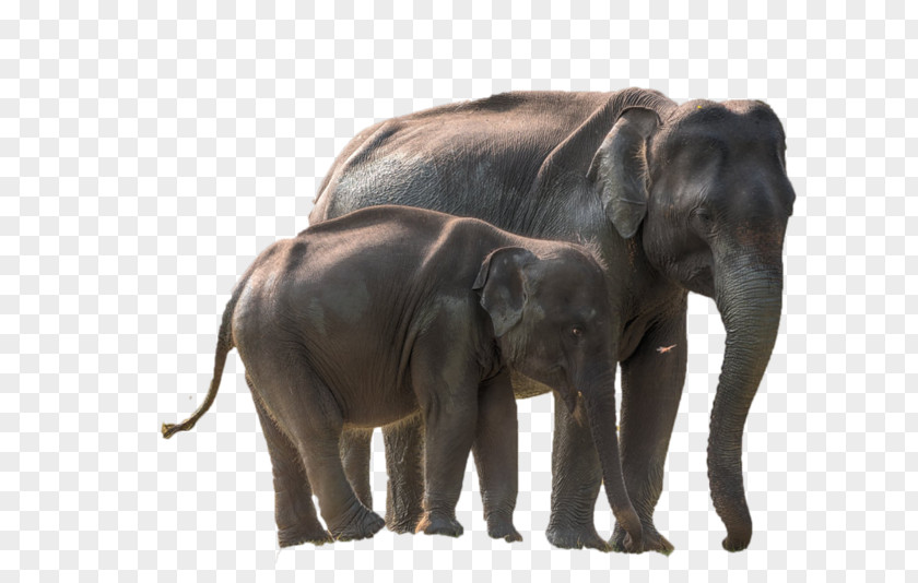 Park African Elephant Yala National Indian Etosha PNG