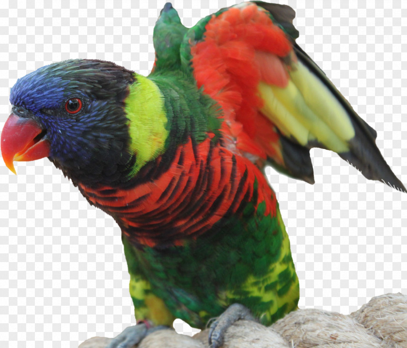 Parrot Bird Macaw Feather Animal PNG