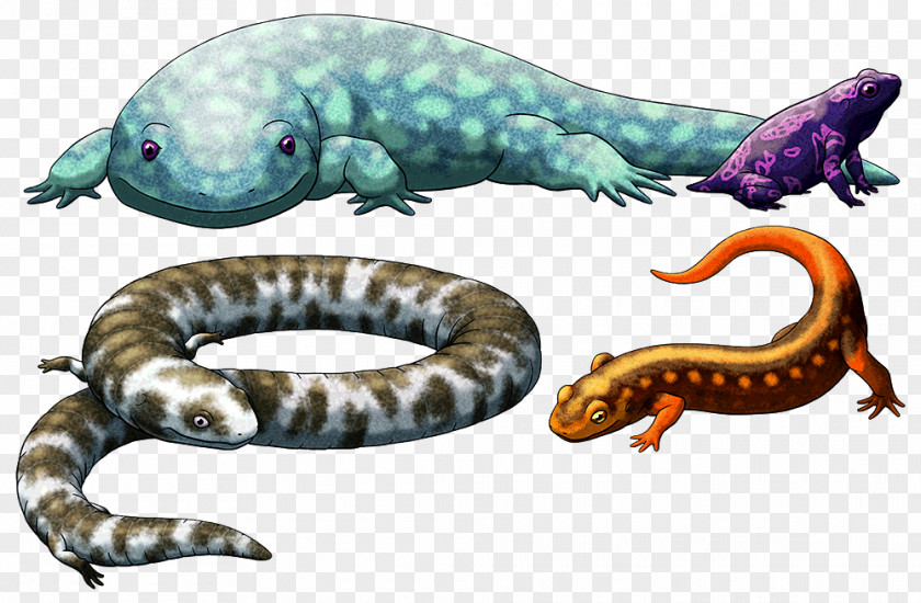 Salamander Reptile Lissamphibia Animal Eocaecilia PNG