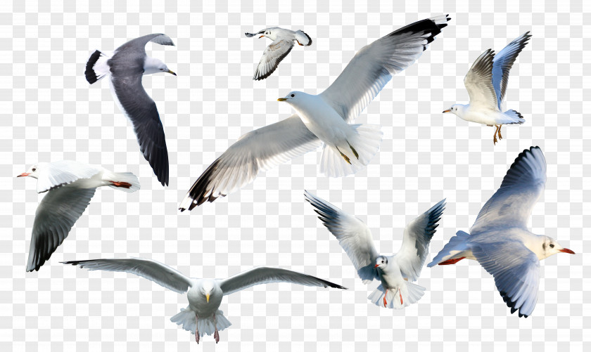 Seagull Collection PNG collection clipart PNG