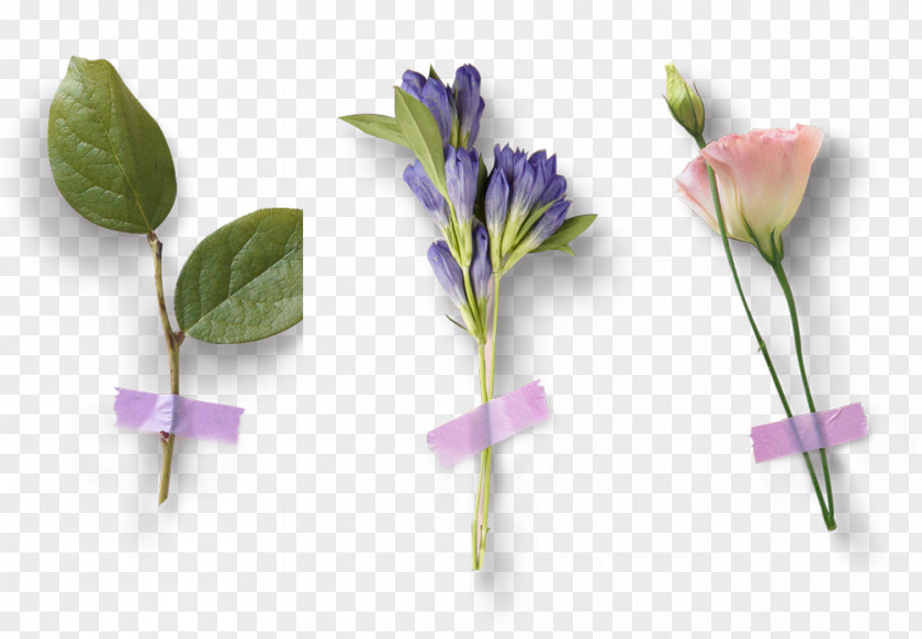 Three Bouquet Of Flowers Petal Flower Purple PNG