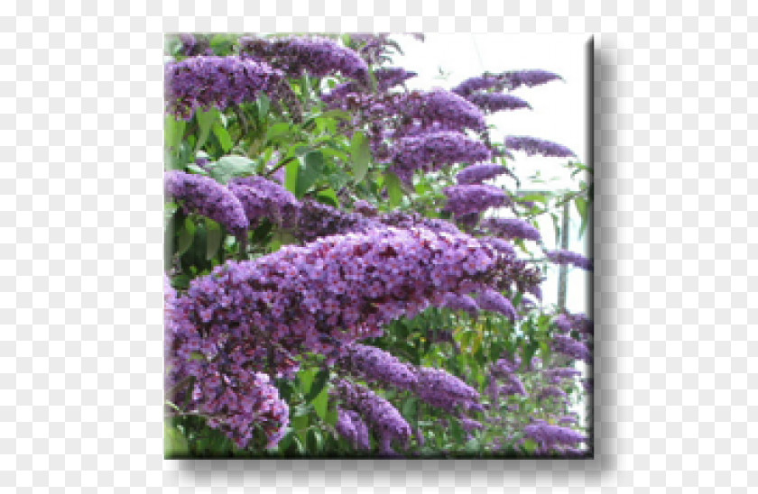 Butterfly Summer Lilac Shrub Hedge Buddlejas PNG