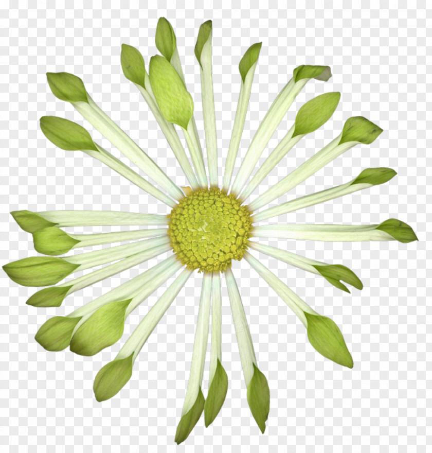 Chocolate Cake Common Daisy Flower Oxeye PNG
