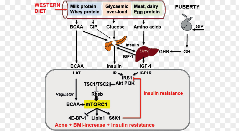 Cow With Growth Hormone Branched-chain Amino Acid MTORC1 Insulin Resistance PNG