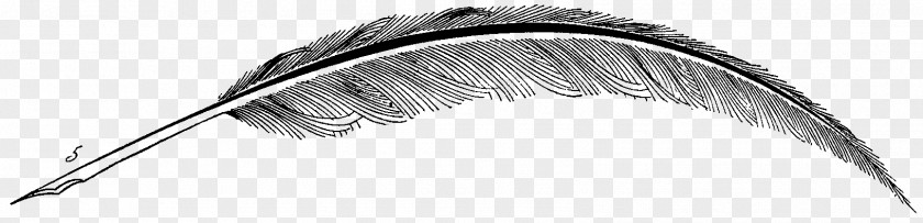Feather Line Art Eyebrow White PNG