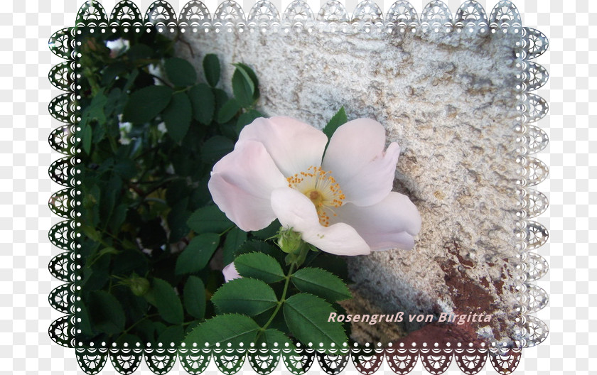 Juni Floribunda Cabbage Rose Shrub Flora Art PNG