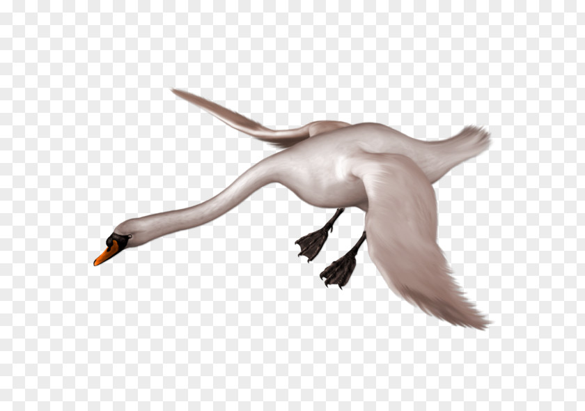 Bird Mute Swan Black Duck Goose PNG