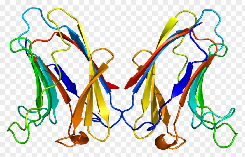 Galectin-7 Galectin-3 Protein PNG