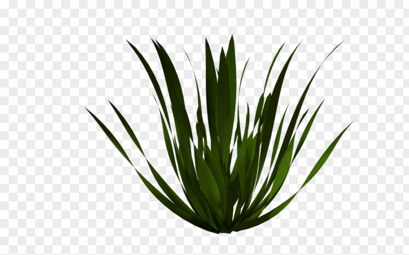 Herbaceous Sign Agave Tequilana Aloe Vera Clip Art PNG