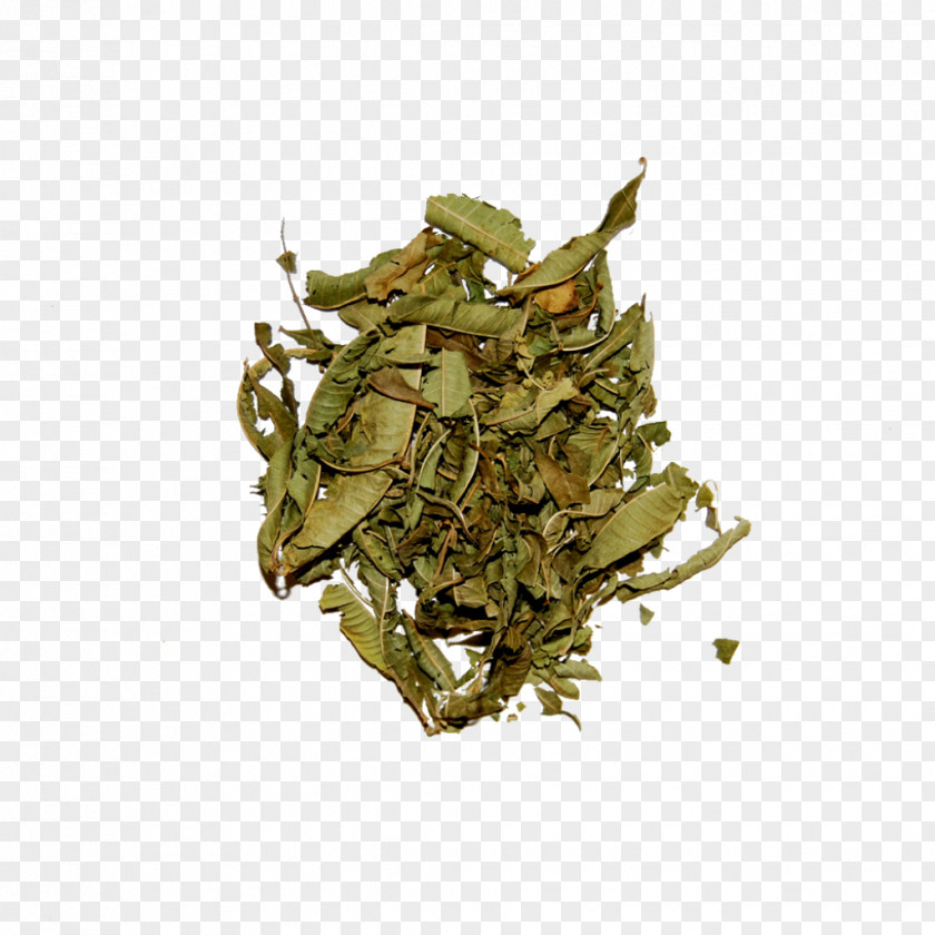 Lemon Verbena Nilgiri Tea Hōjicha Herb Plant PNG