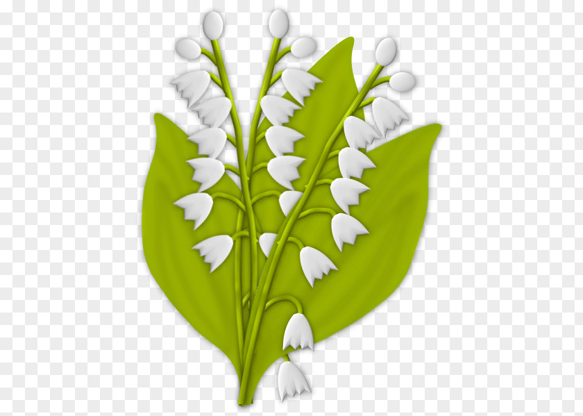 Lily Of The Valley Plant Stem La Boîte à Images Clip Art PNG
