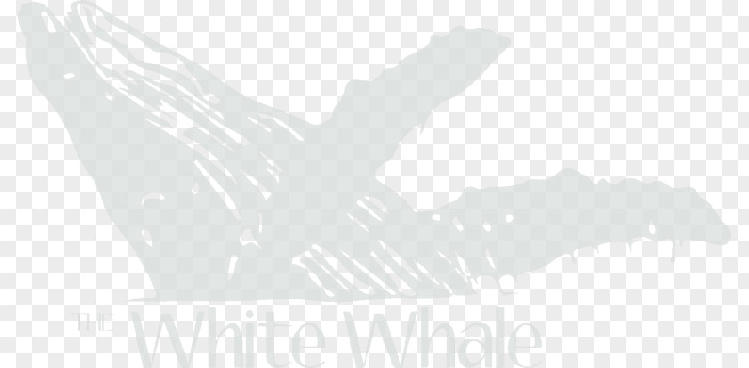 Minke Whale Logo Brand White Desktop Wallpaper PNG