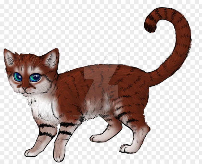 Munchkin Sokoke Kitten Cartoon PNG