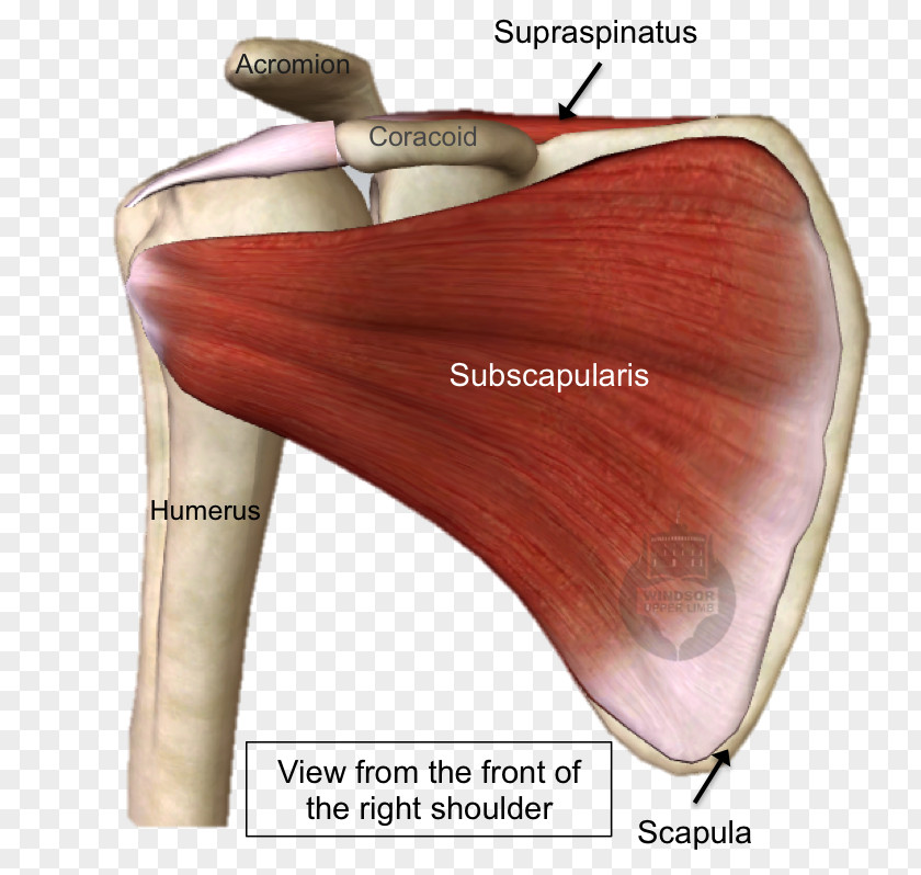 Broad Left Front Shoulder Rotator Cuff Tear Subscapularis Muscle Supraspinatus PNG