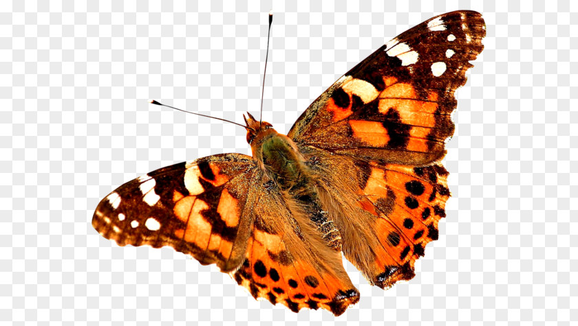 Butterfly Painted Lady Insect Painting PNG