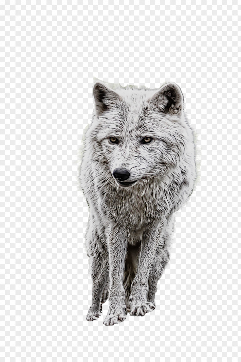 Dog Alaskan Tundra Wolf Coyote Arctic Image PNG