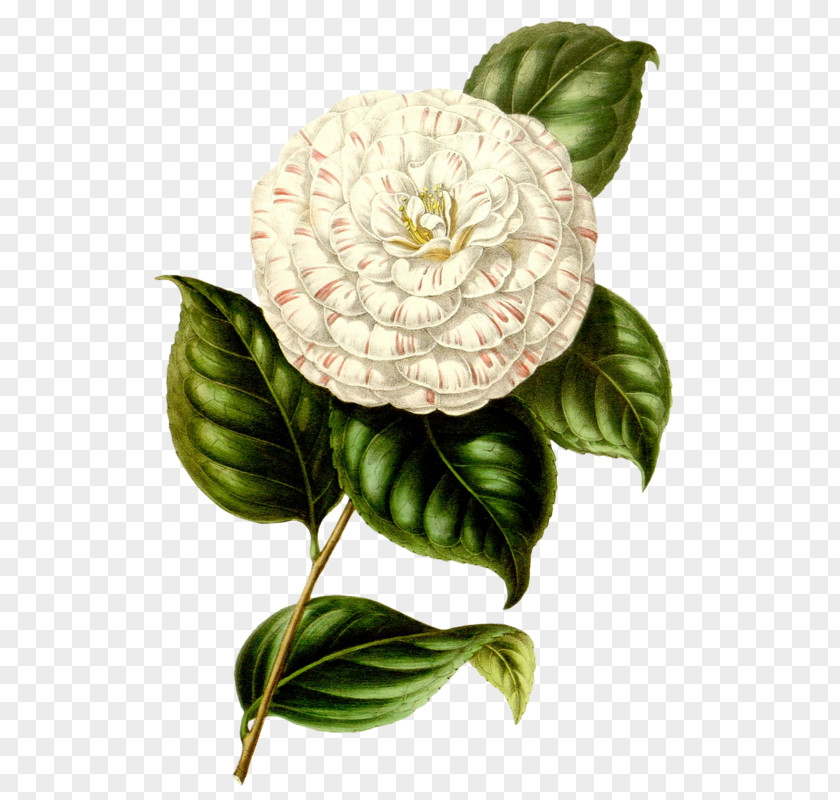 Flower Botany PNG