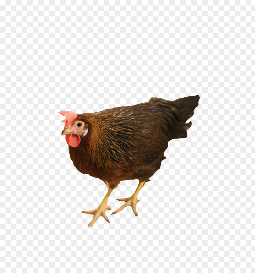 Fowl Livestock Bird Cartoon PNG