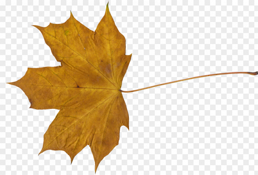 Leaves Maple Leaf Flag Of Canada PNG
