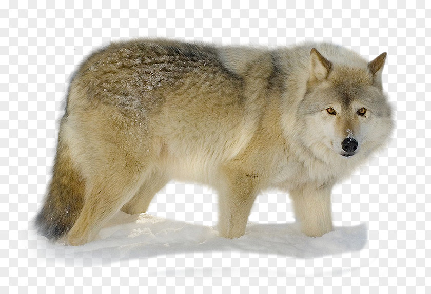 Nikita Alaskan Tundra Wolf Coyote Snout Fur Gray PNG