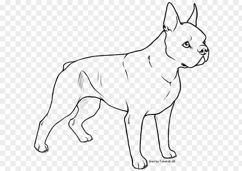 Real Belldog Dog Breed Puppy Boston Terrier Non-sporting Group Bull PNG