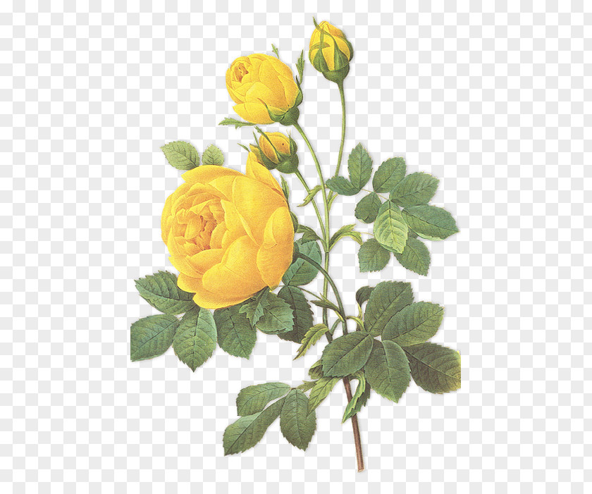 Rose Choix Des Plus Belles Fleurs Botanical Illustration Botany PNG
