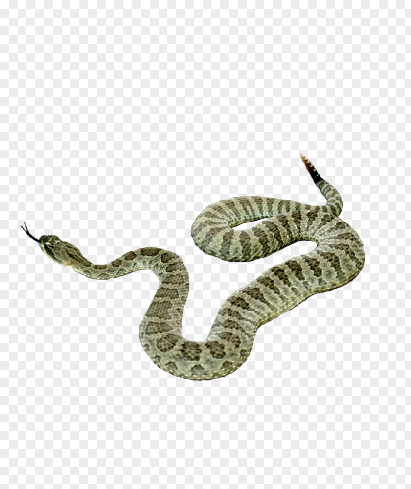 Snake Picture Reptile PNG