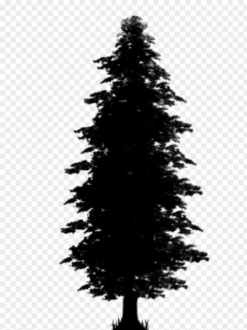 Spruce Pine Christmas Tree Fir PNG