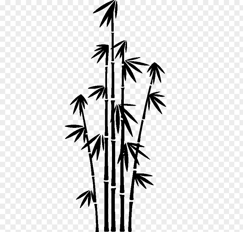 Bamboo Phyllostachys Nigra PNG