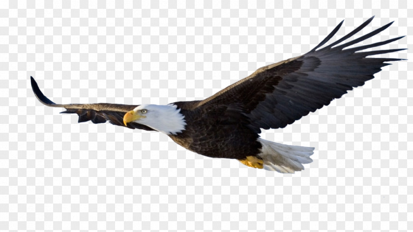 Bird Eagle Clip Art PNG
