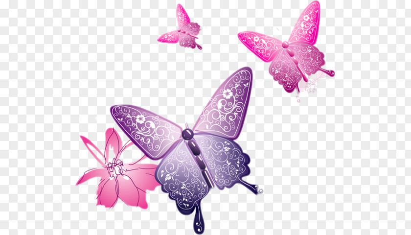 Butterfly Clip Art PNG