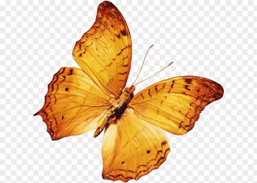 Butterfly Desktop Wallpaper Insect PNG