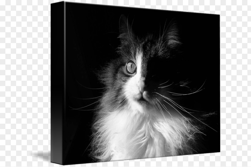 Kitten Whiskers Norwegian Forest Cat Domestic Long-haired Short-haired PNG