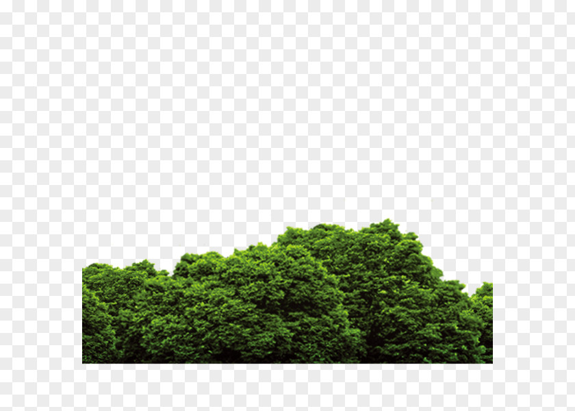 Landscape Photoshop Clip Art Vector Graphics Forest Image PNG