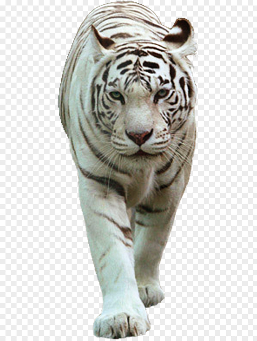 Lion Felidae White Tiger PNG