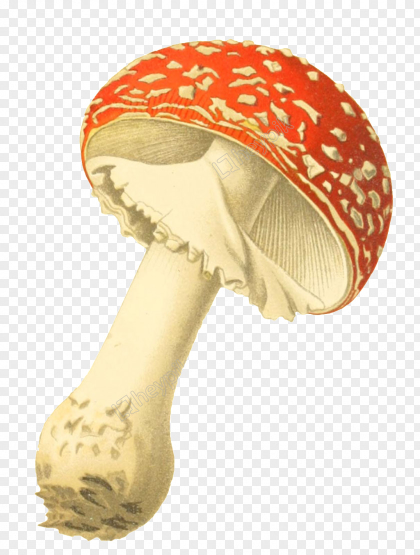 Mushroom Fly Agaric Botanical Illustration Botany PNG