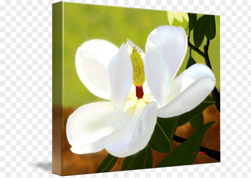 Painting Moth Orchids Art Digital PNG