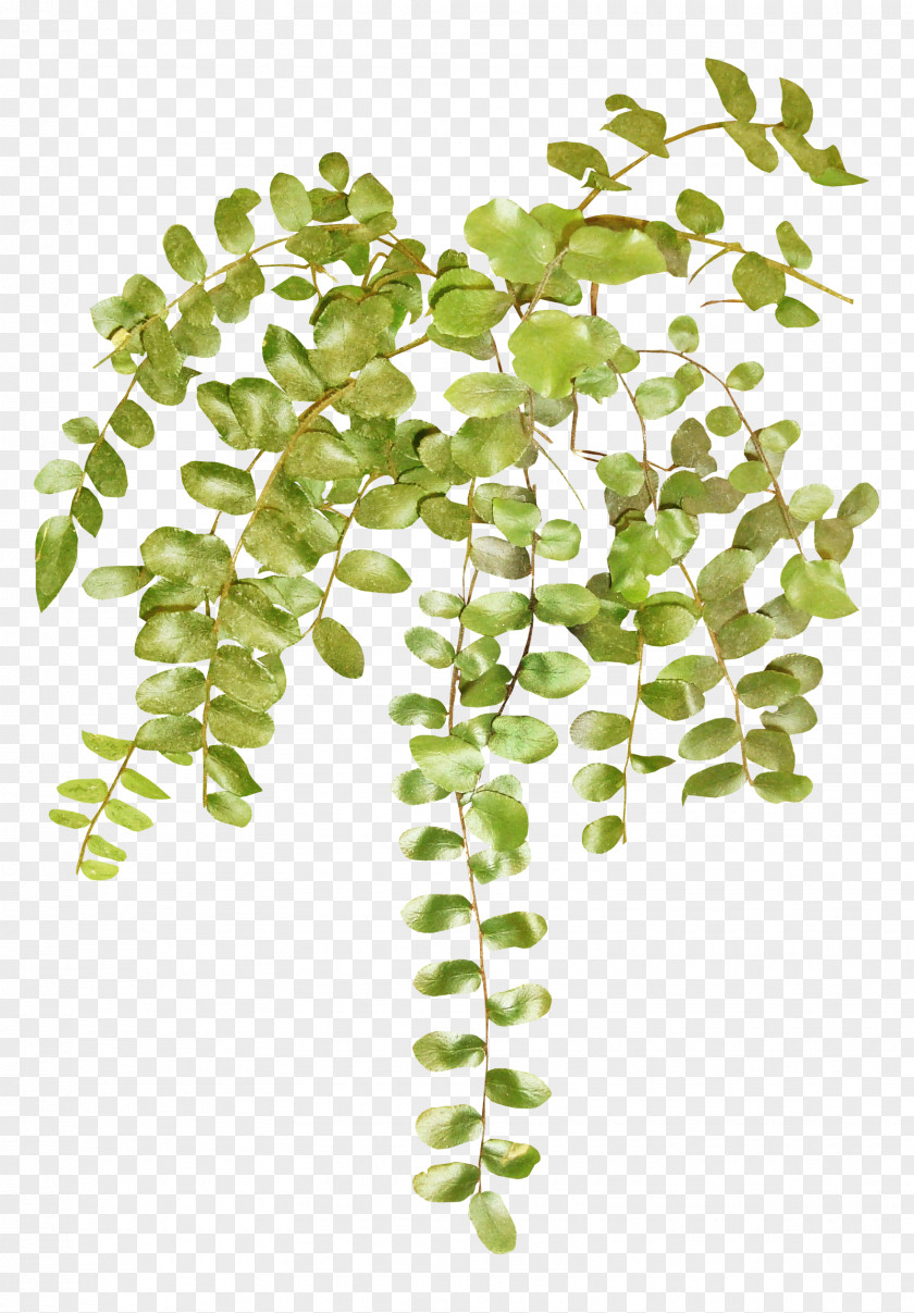 Plant Vine Paper Clip Art PNG