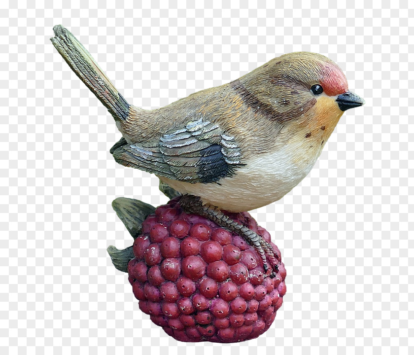 Raspberries Bird Wren PNG