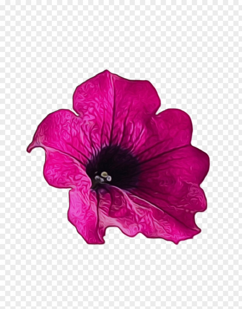Flowering Plant Magenta Petal Flower Pink Violet Petunia PNG