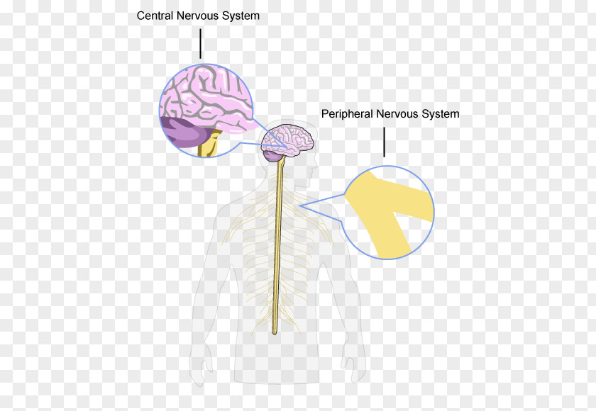Nervous Brain Central System Peripheral Structure And Function Of The PNG