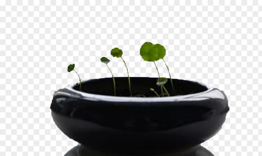 Pot Of Coins Grass Flowerpot Plant Google Images Download PNG