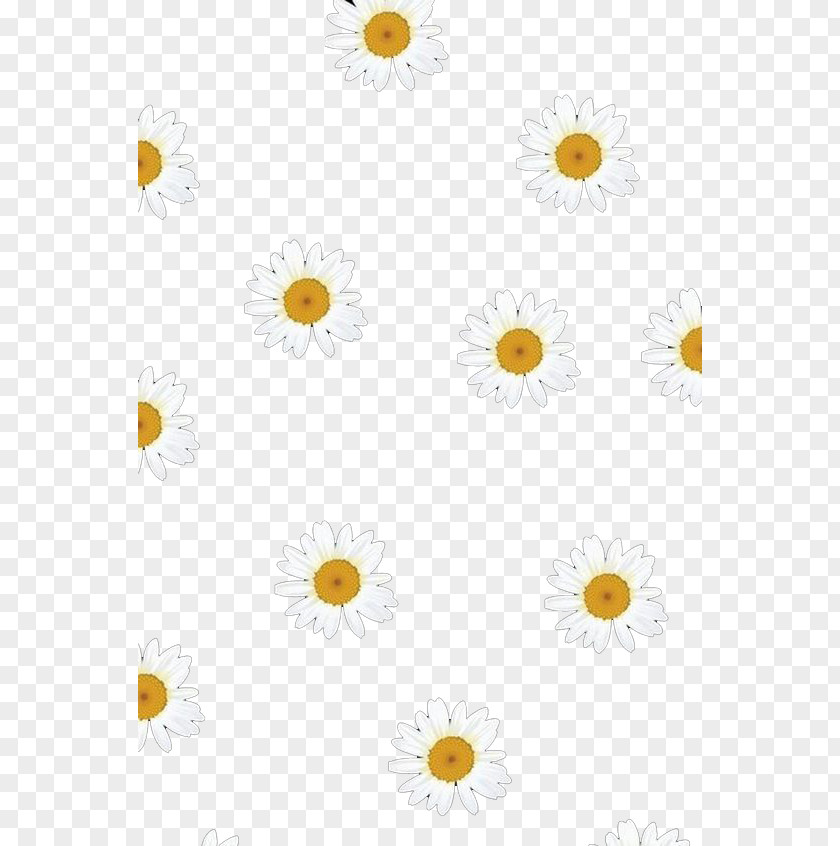 Small Daisy Flower Background Oxeye Chrysanthemum Common Pattern PNG