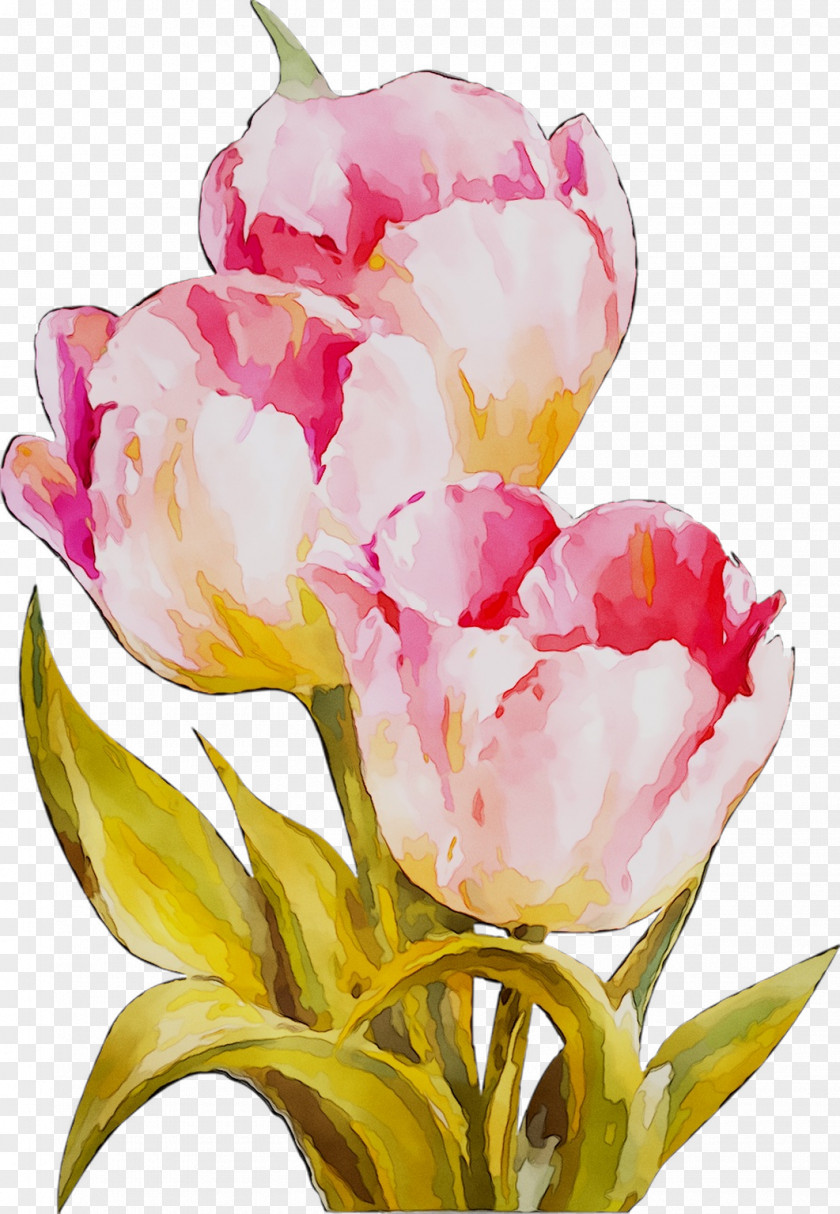 Tulip Floral Design Cut Flowers Still Life Photography PNG