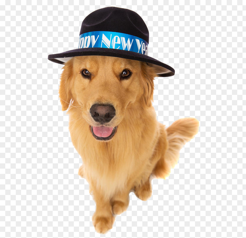 2018 Adorable Dogs Golden Retriever Puppy New Year's Eve PNG